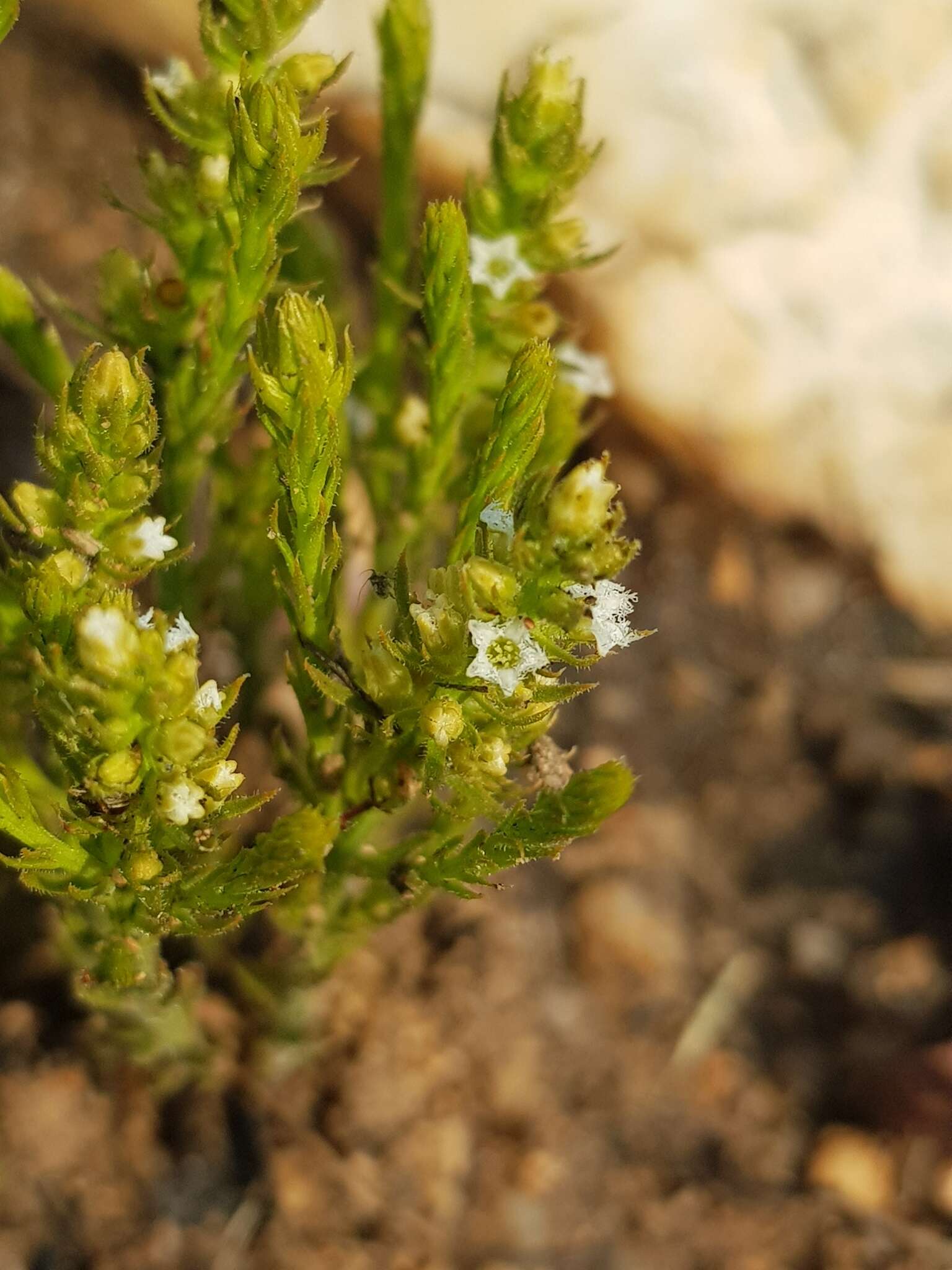 صورة Thesium transvaalense Schlechter