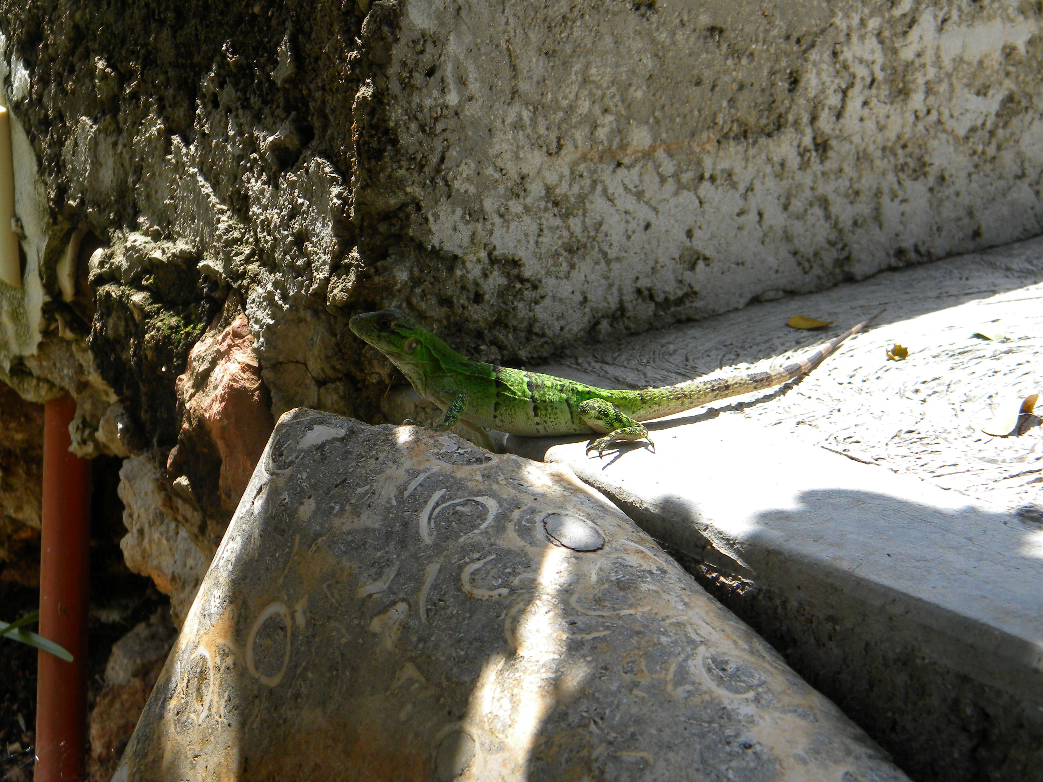 Image of Ctenosaura