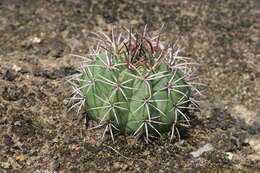 Image of Melocactus neryi K. Schum.