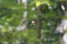 Image of Spotted Orbweaver