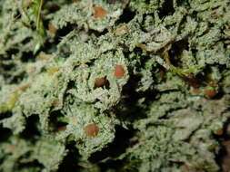 Image of dotted lichen