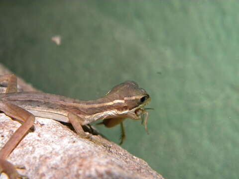 Image of Brown Basilisk