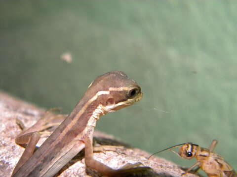 Image of Brown Basilisk