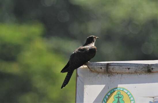 Image of Sunda Cuckoo