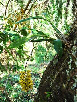 Image of Gomesa echinata (Barb. Rodr.) M. W. Chase & N. H. Williams