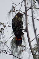 Calyptorhynchus lathami (Temminck 1807) resmi