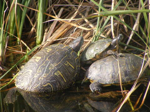 Image of slider turtle, red-eared terrapin, red-eared slider