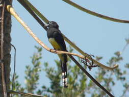 صورة Trogon melanocephalus Gould 1836