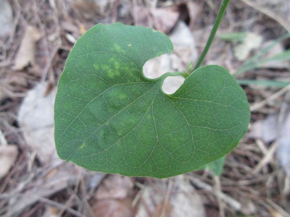 Image de Aristolochia contorta Bunge