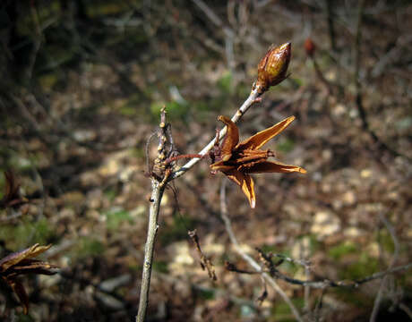 Image of Yellow Azalea