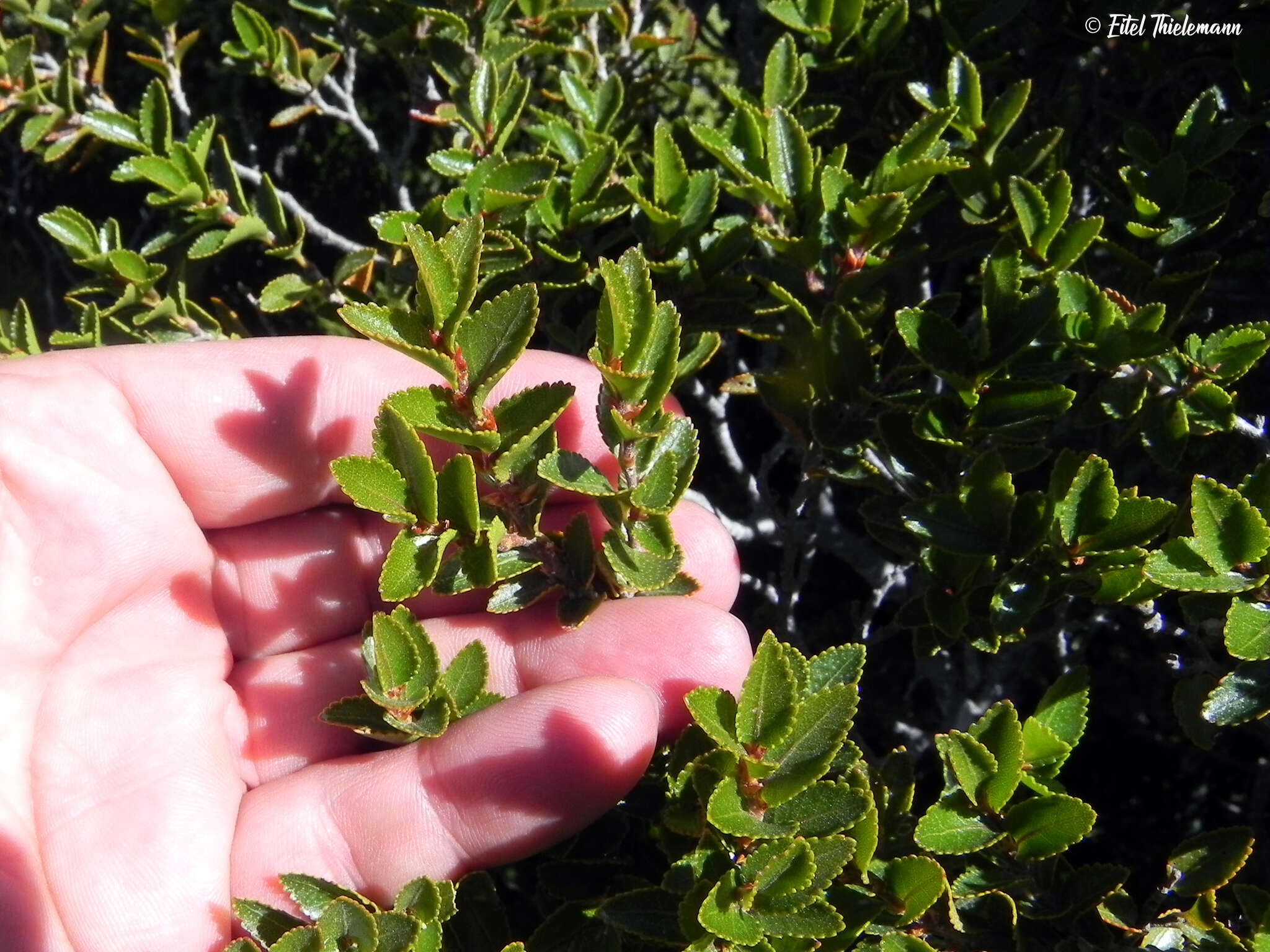 Image of Nothofagus nitida (Phil.) Krasser