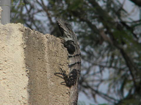 Image of Ctenosaura