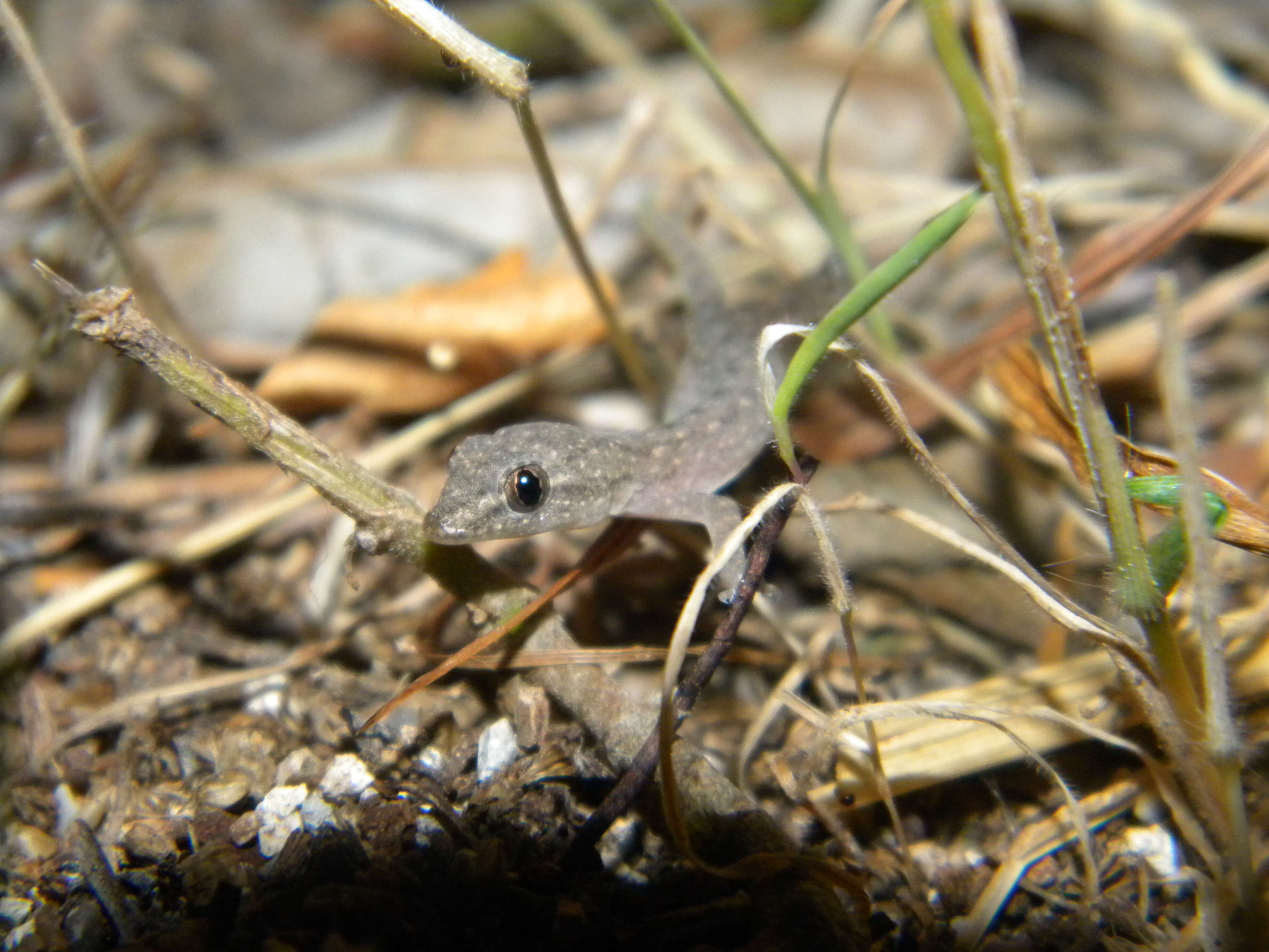 Image of Common House Gecko