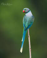 Image of Blue-winged Parakeet