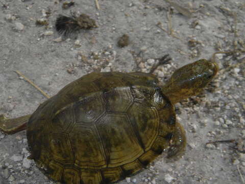 Image of American Box Turtle