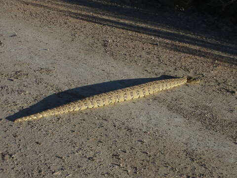 Image of puff adder