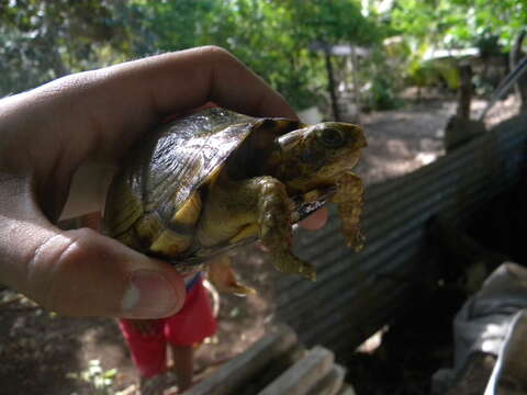 Image of American Box Turtle