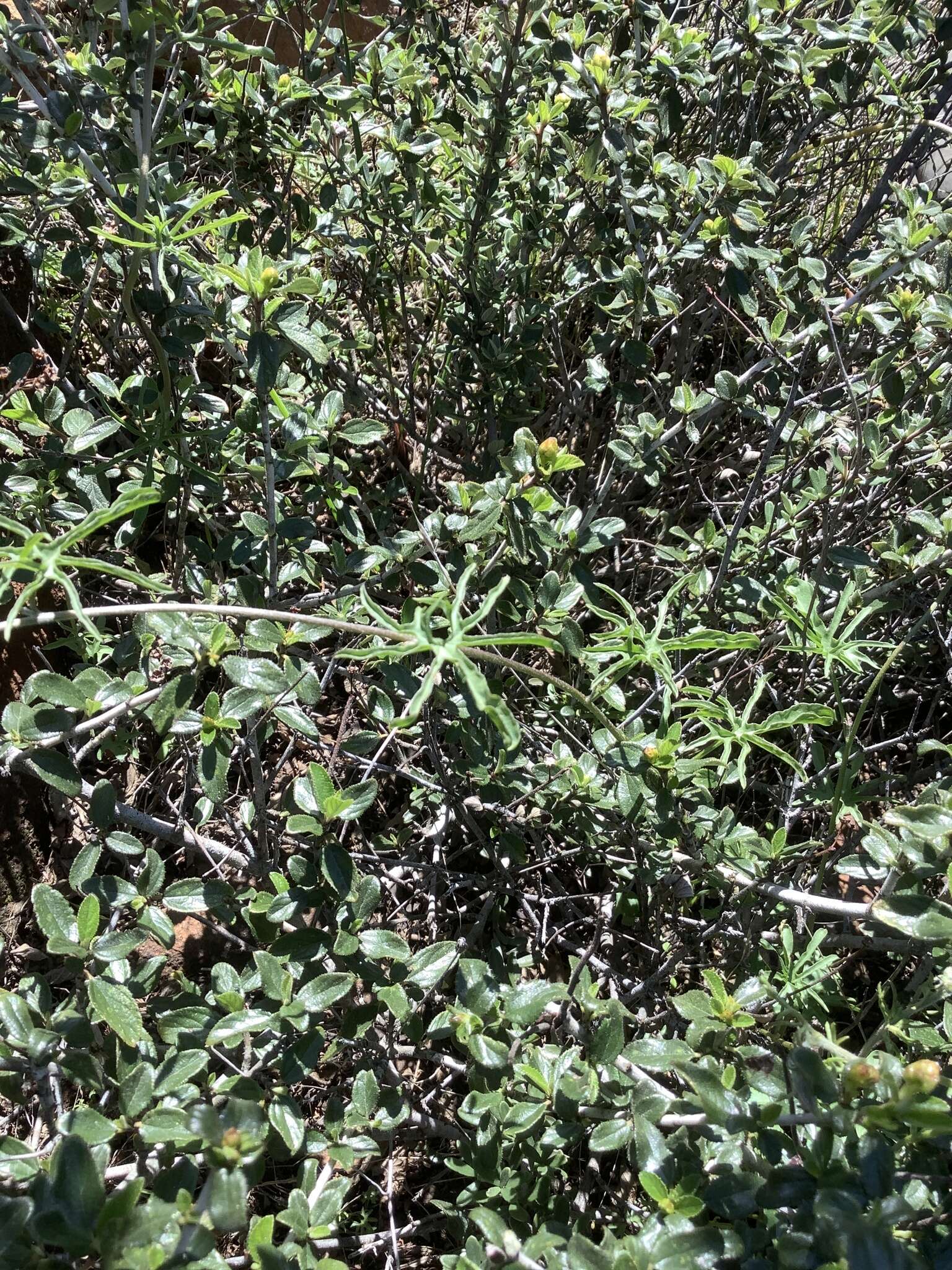 Image of Stebbins' false bindweed