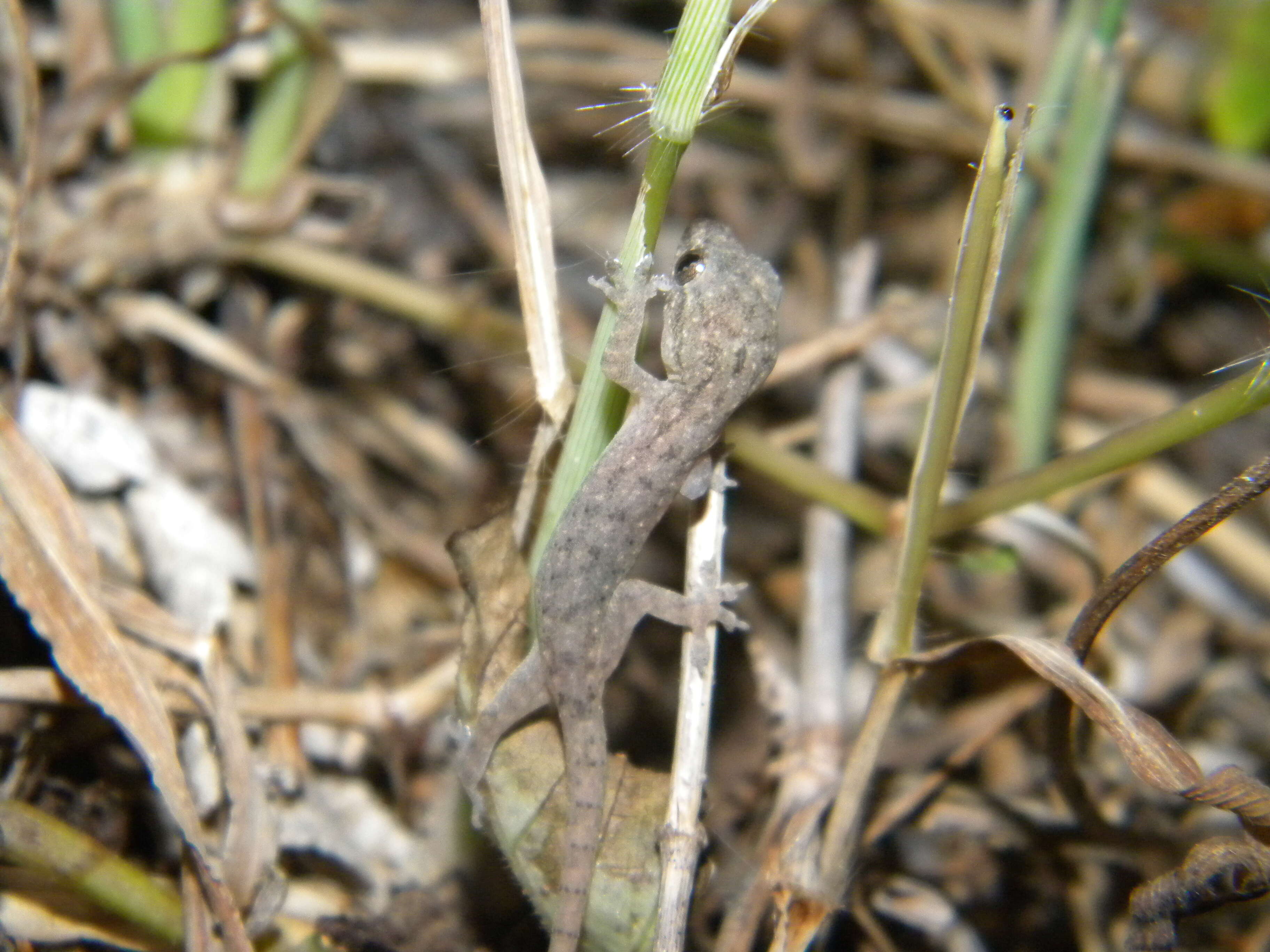 Image of Common House Gecko