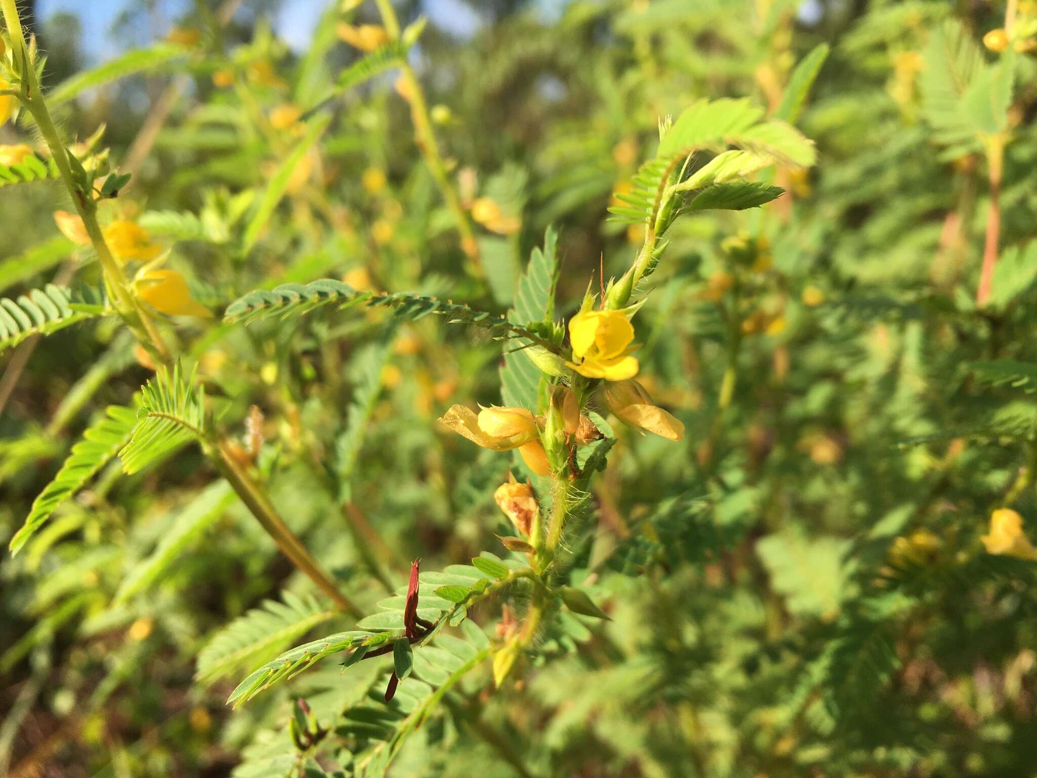 Chamaecrista nictitans var. aspera (Elliott) Torr. & A. Gray的圖片