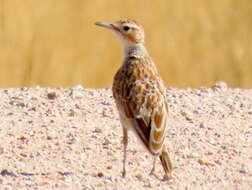 Imagem de Chersomanes albofasciata barlowi White & Cmn 1961