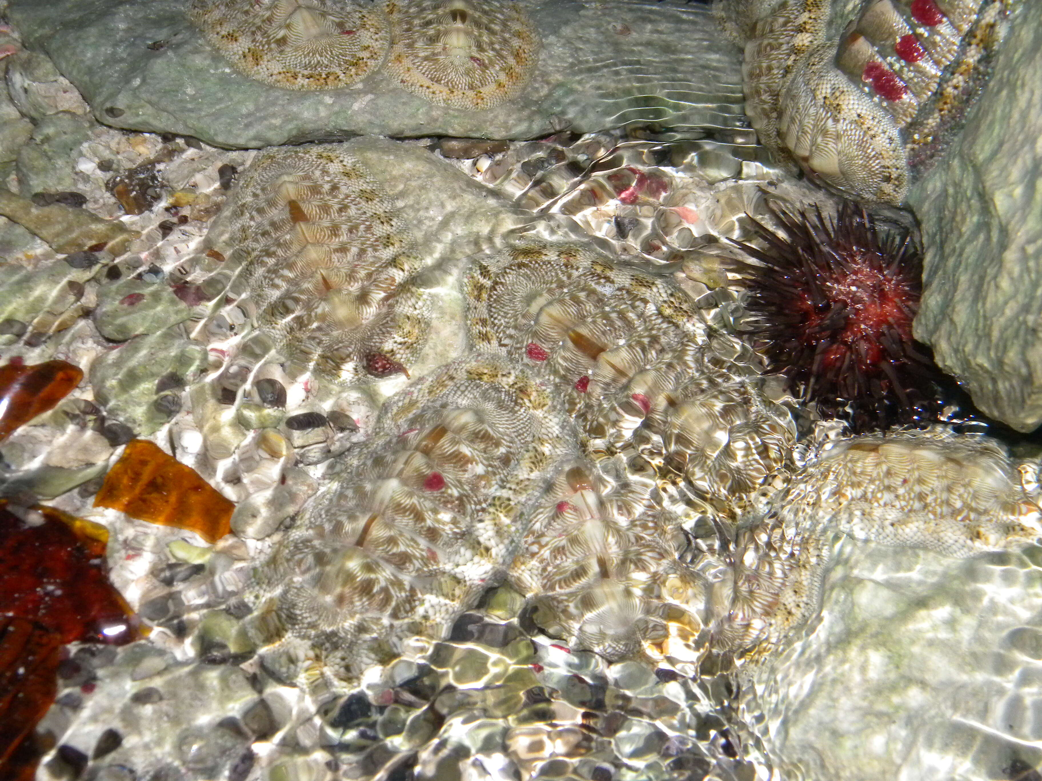 Image of sea urchins