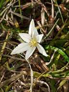 Image of Ipheion sessile (Phil.) Traub