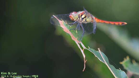 Image of Sympetrum darwinianum (Selys 1883)