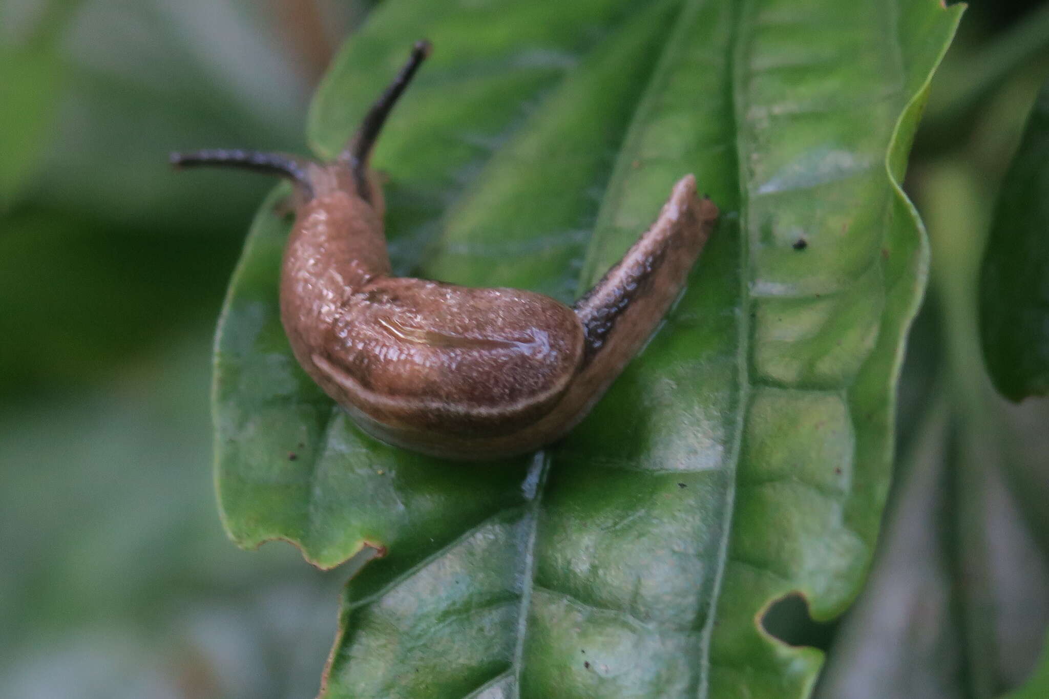 Image of Yellow-shelled semi-slugs