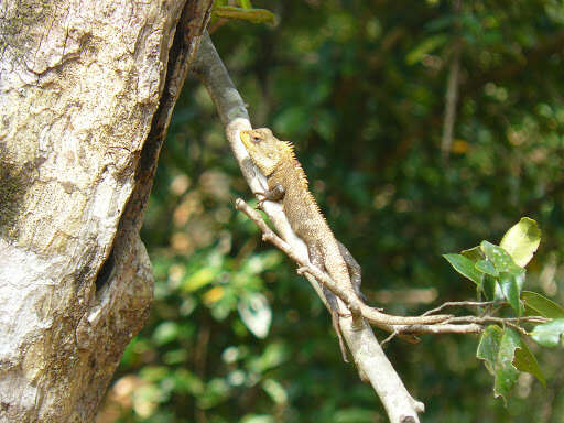 Image of Changeable lizard