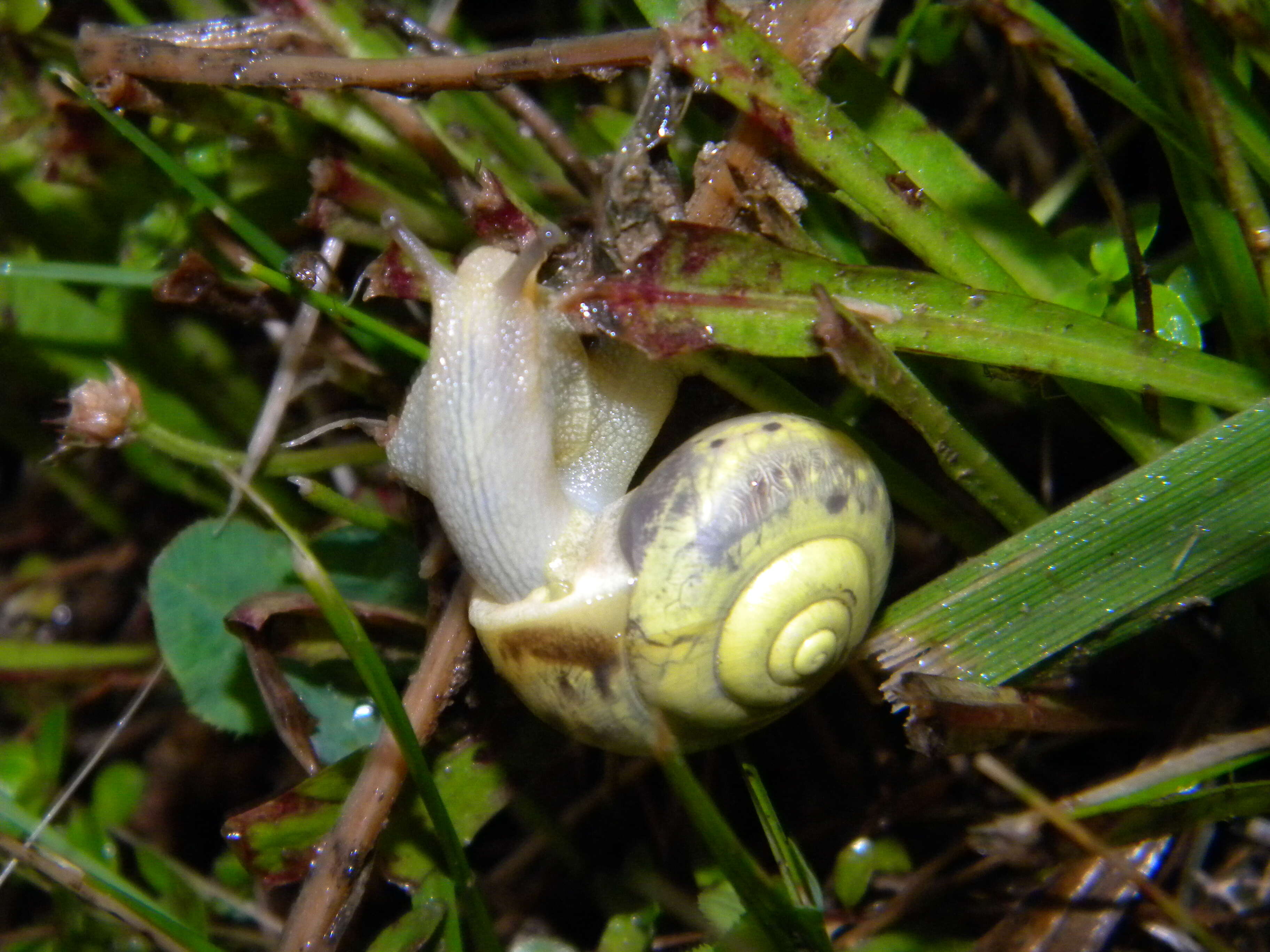 Image of brush snail