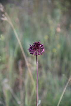 Image of Allium fuscoviolaceum Fomin