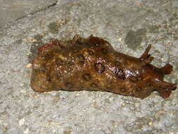 Image of Black-tailed sea hare