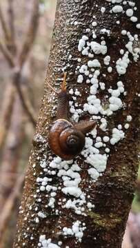 Image of southern hairy red snail