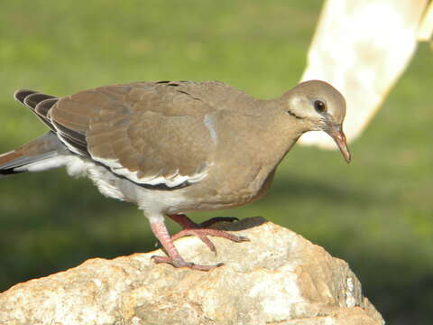 Image of White-winged Dove