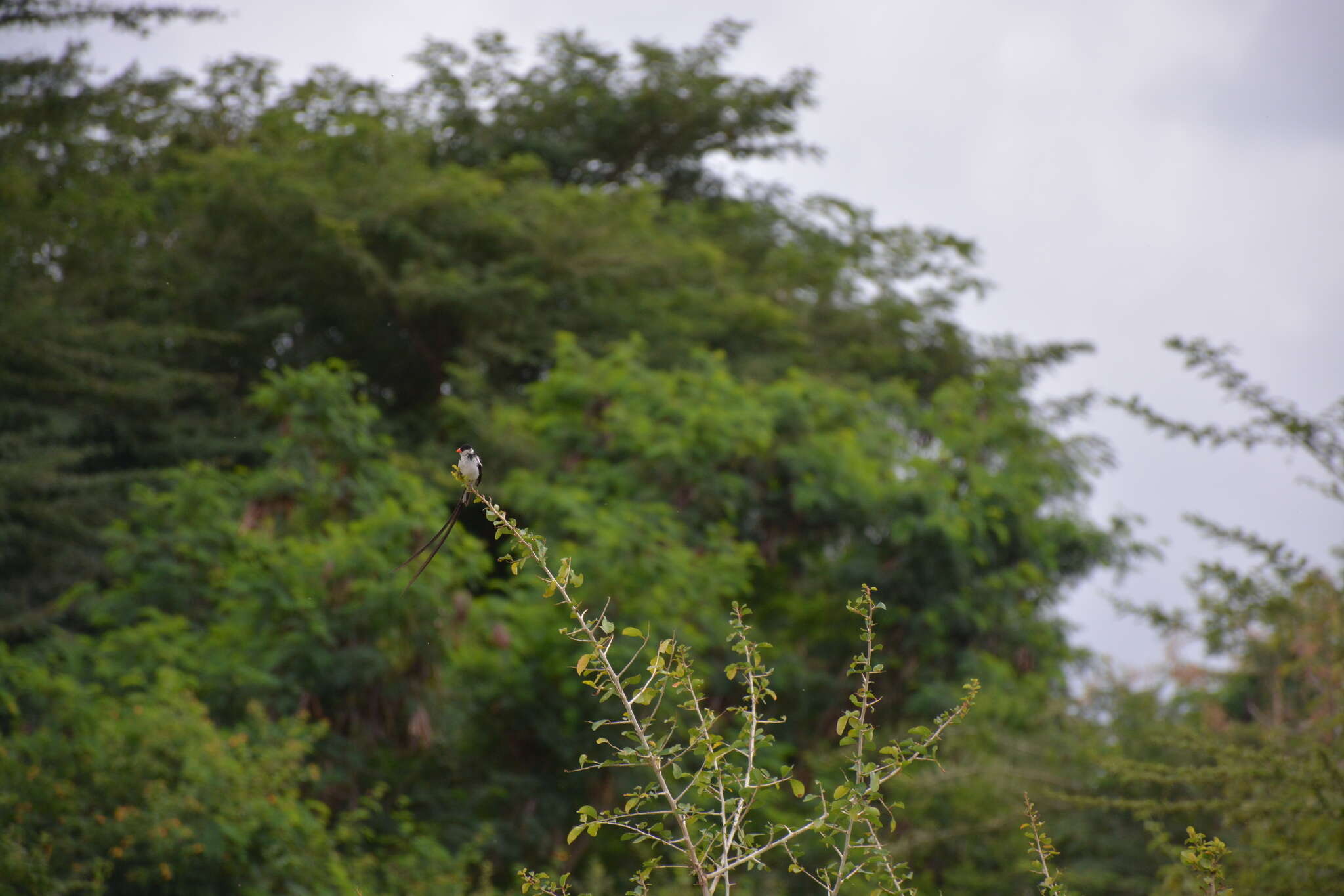 Image of Pin-tailed Whydah