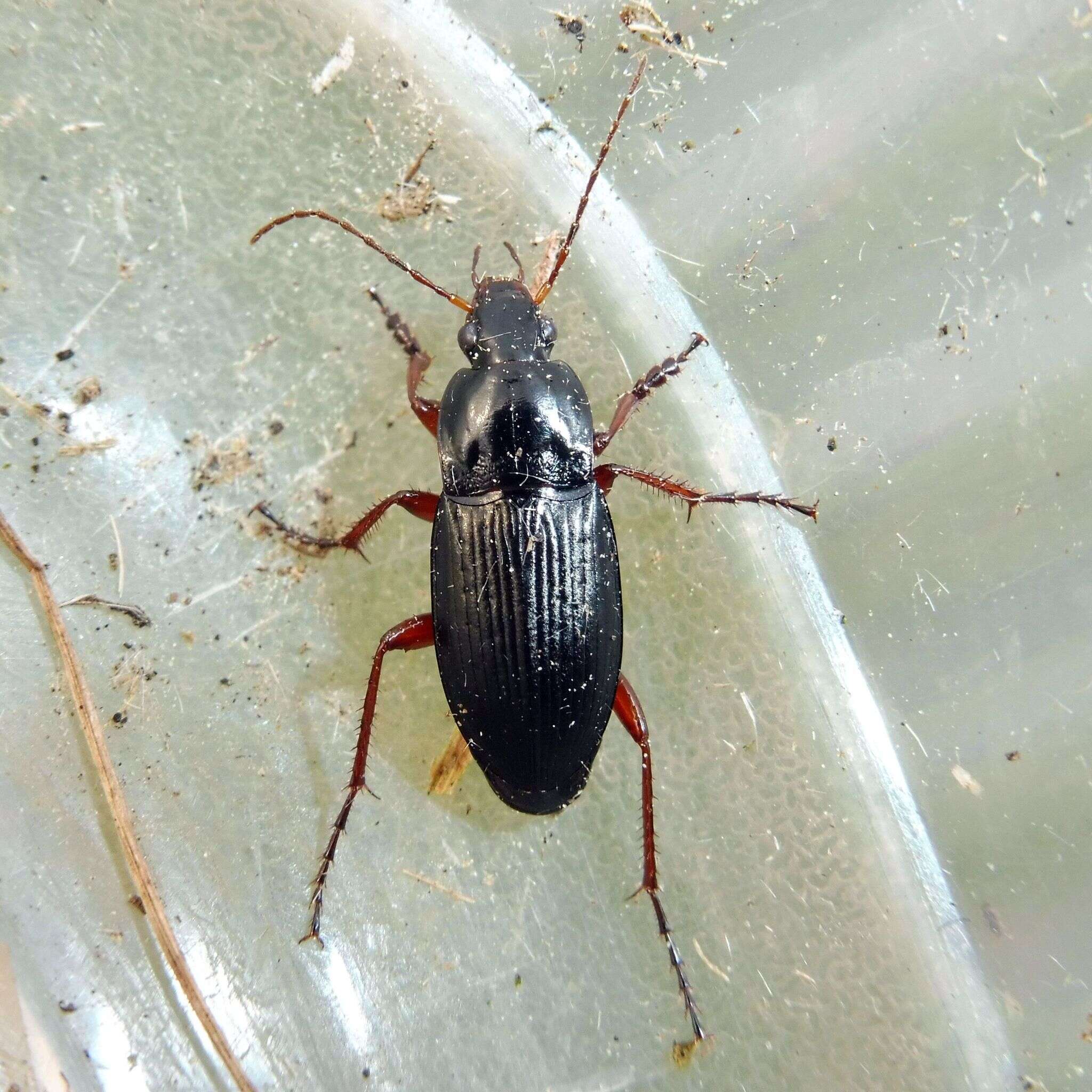 Image of Carabidae