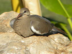 Image of White-winged Dove