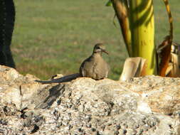 Image of White-winged Dove