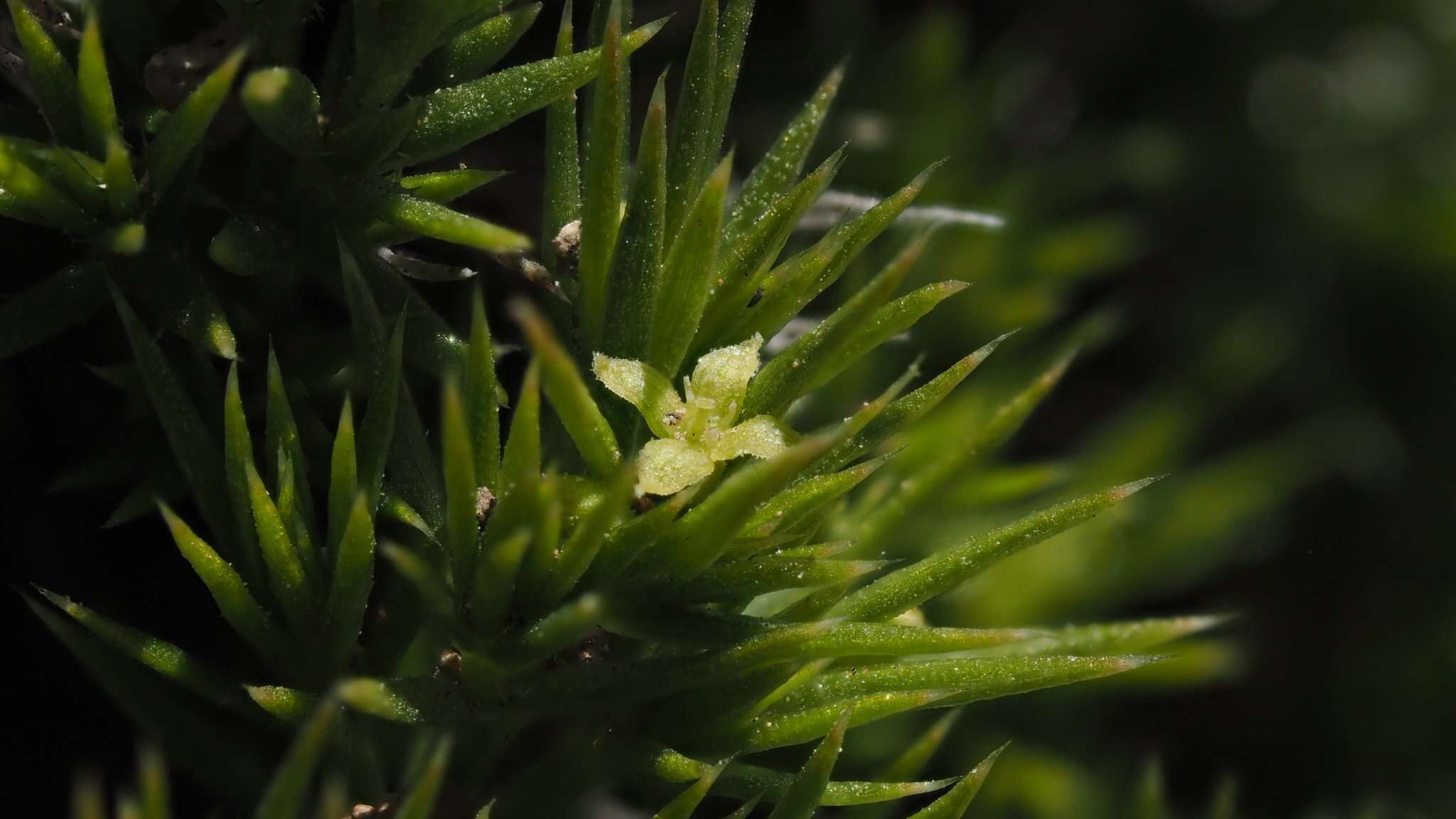 Image of Andrews' bedstraw