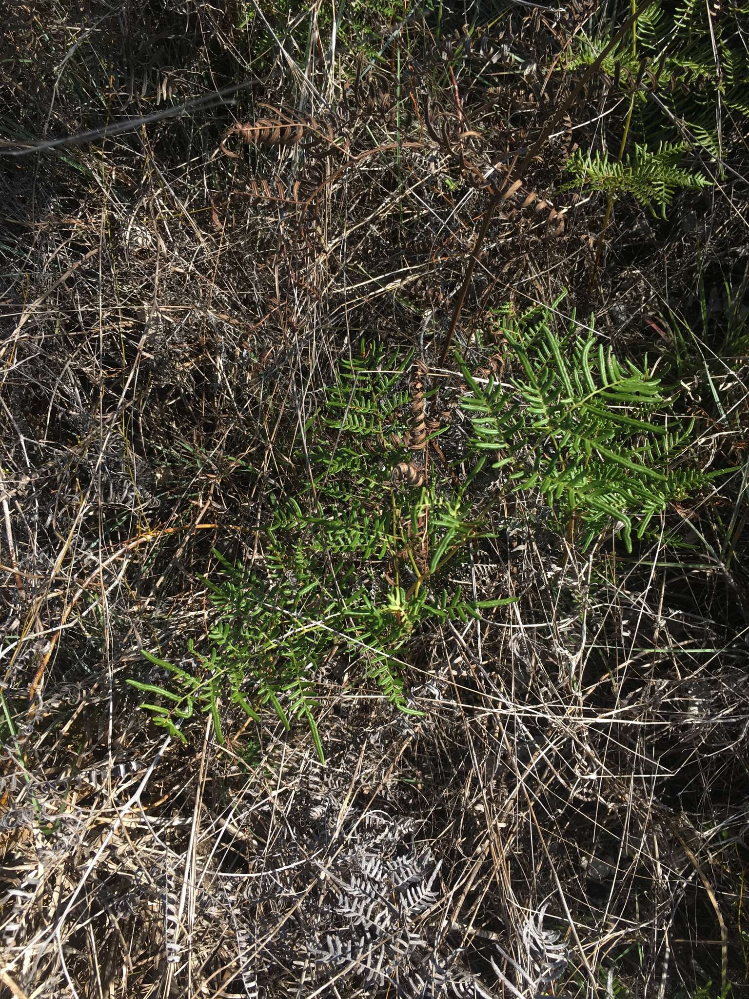 Sivun Pteridium caudatum (L.) Maxon kuva