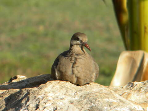 Image of White-winged Dove