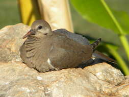 Image of White-winged Dove