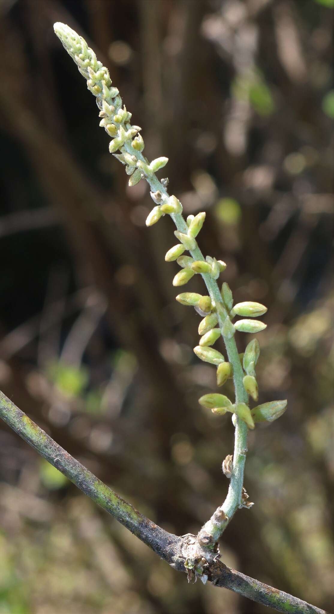 Image of Pueraria tuberosa (Willd.) DC.