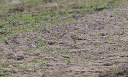 Image of Little Curlew