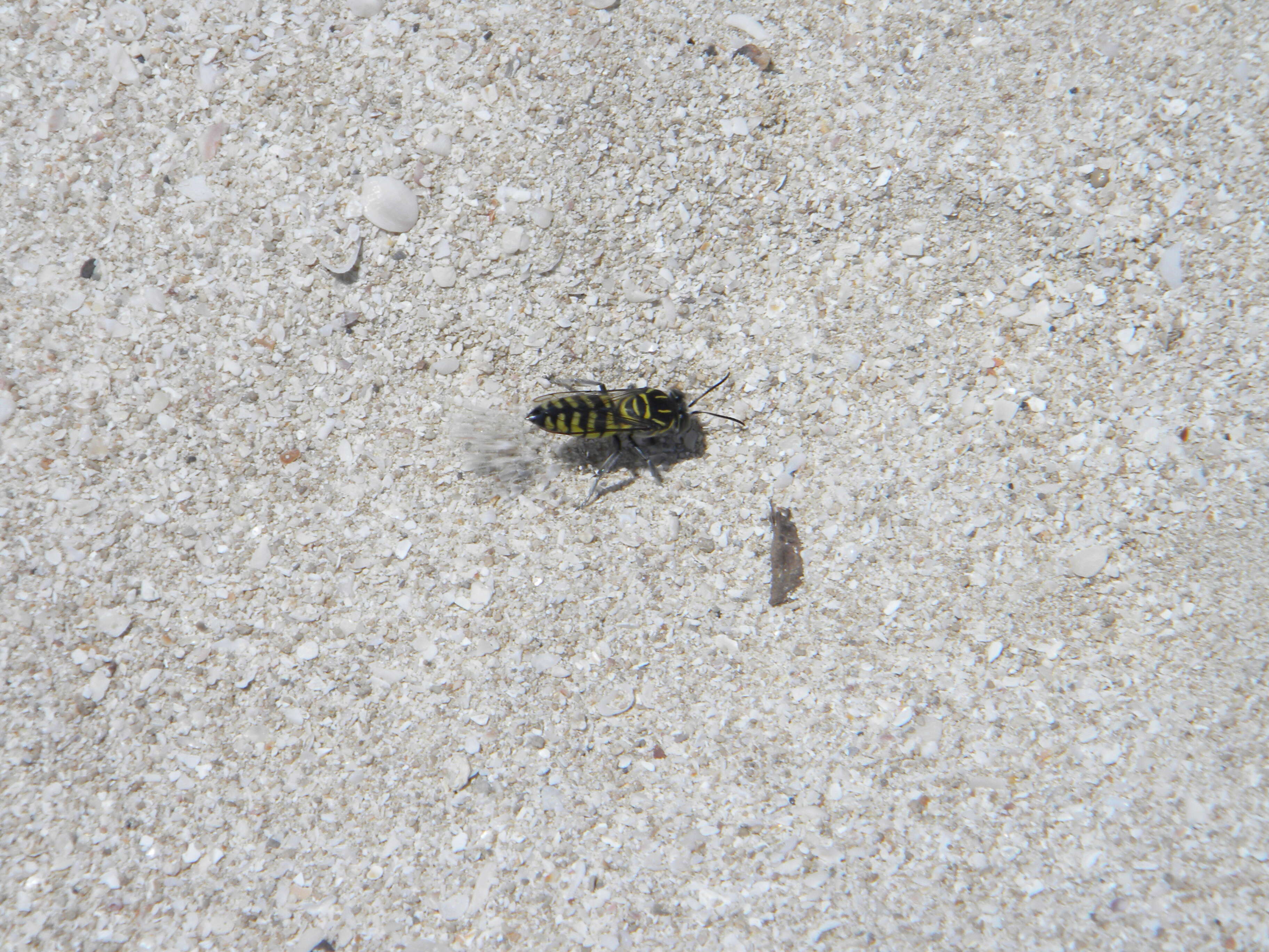 Image of Sand Wasps