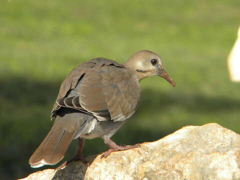 Image of White-winged Dove