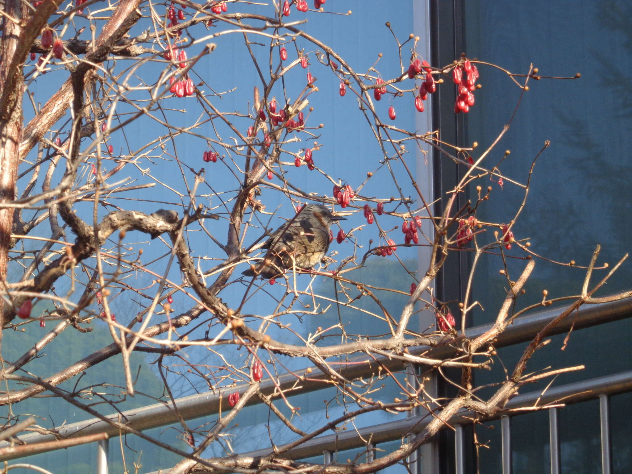 Image of Brown-eared Bulbul