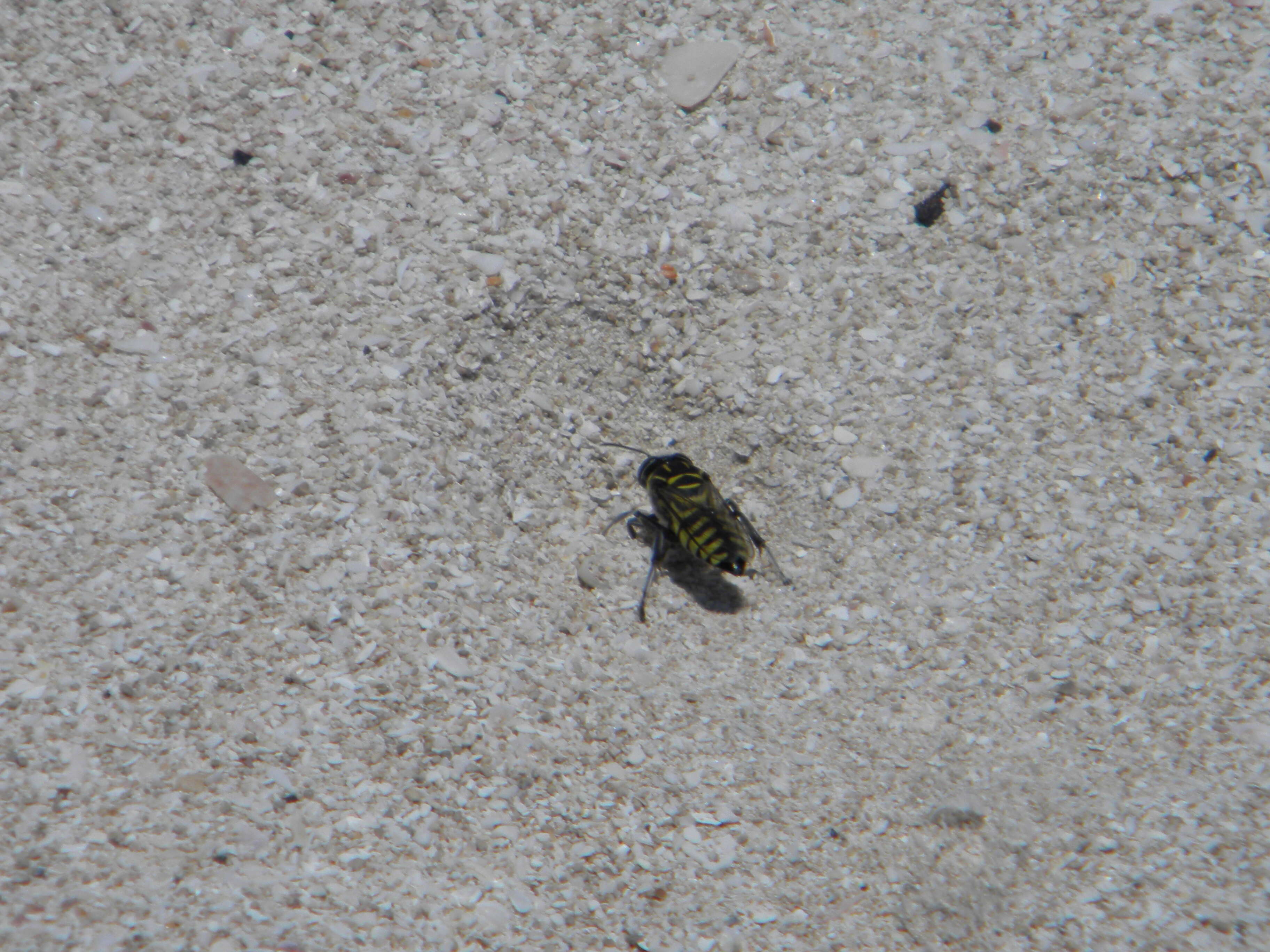 Image of Sand Wasps