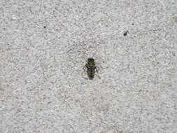 Image of Sand Wasps